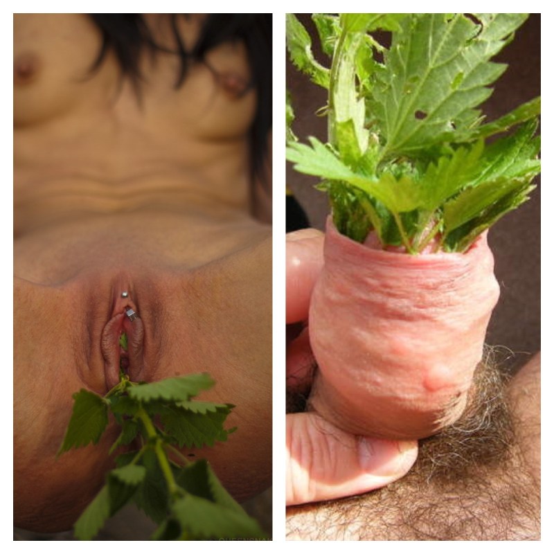 Nettle on the perineum