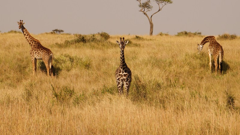 Glory to the Kaminsky glory