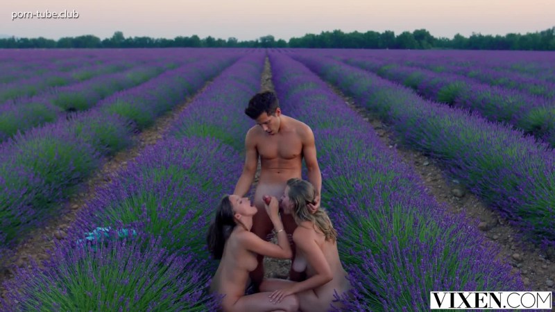 Fuck in lavender fields