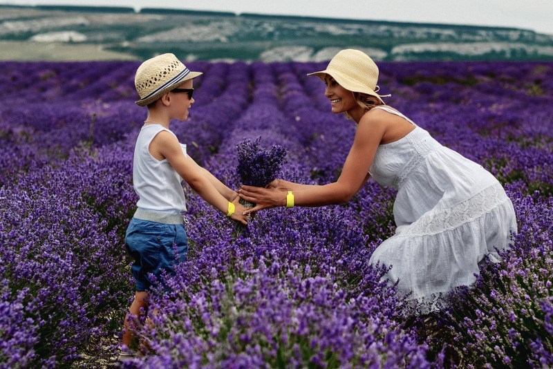 Lavender field in Azerbaijan