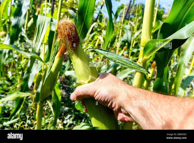 Vagina of a girl with a banana inside