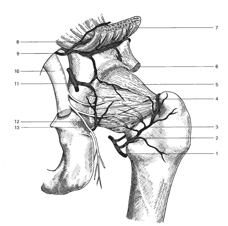 Fuck Gomiks on Twant
