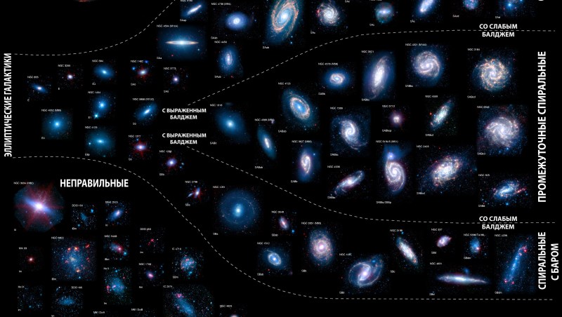 The structure of the head capsule of insects