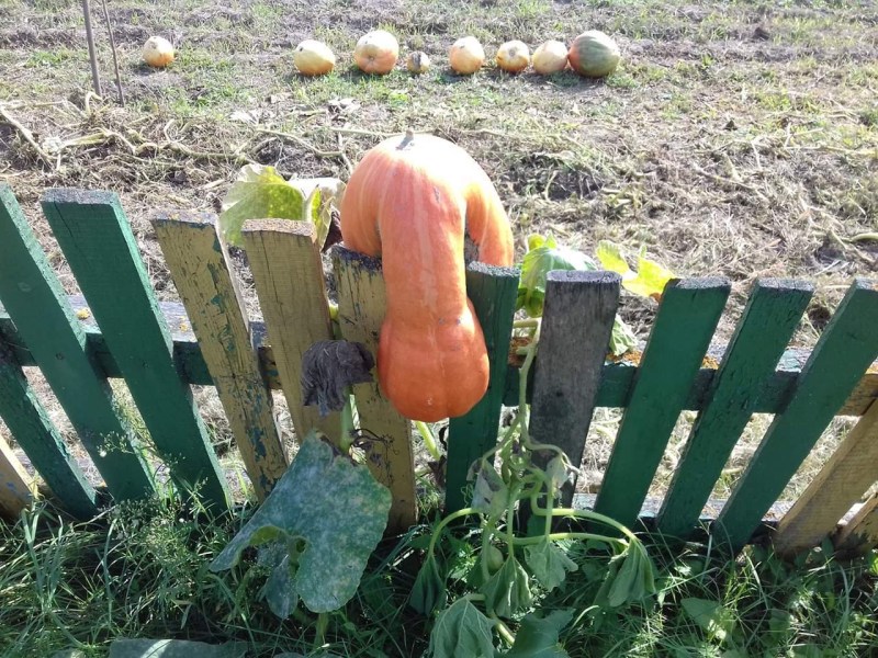 Fucked an old woman in the forest