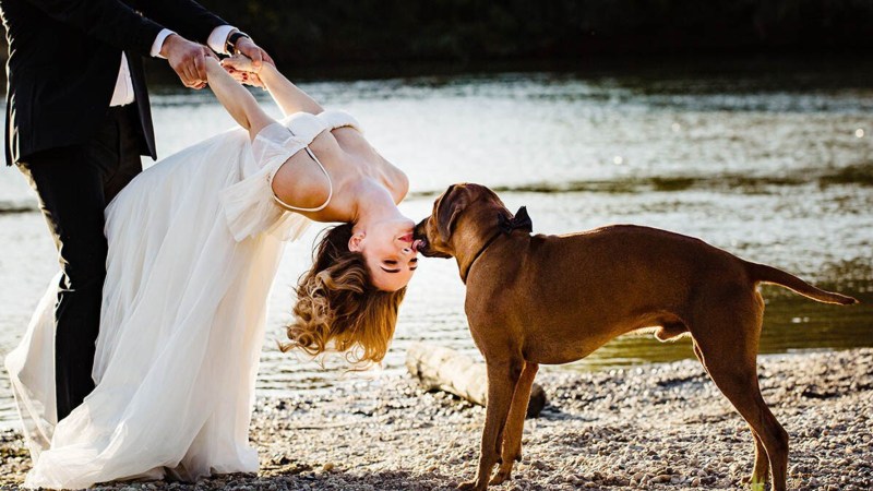 Wedding photo shoot with a dog