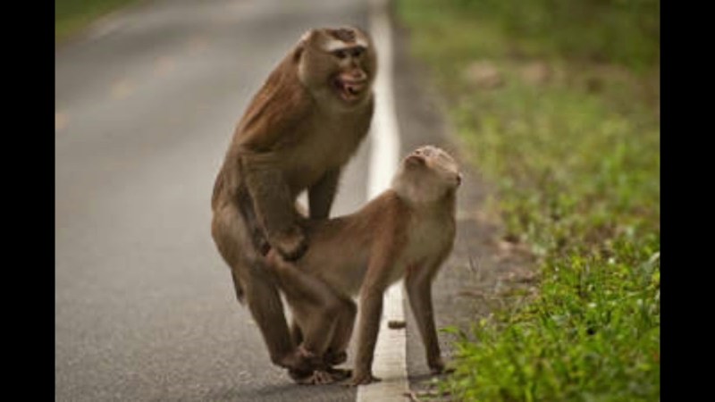 Comic Nancy Templeton