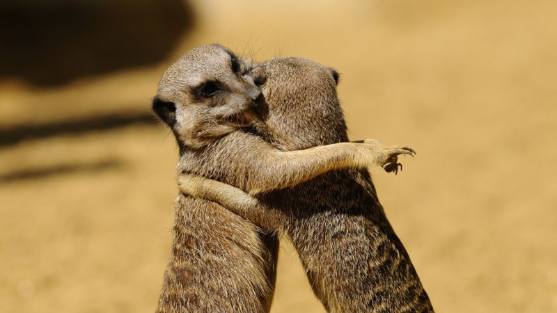 Frida Knight Fankin Character Sky