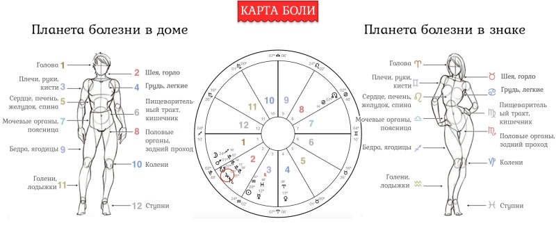 Signs of the zodiac and part of the human body