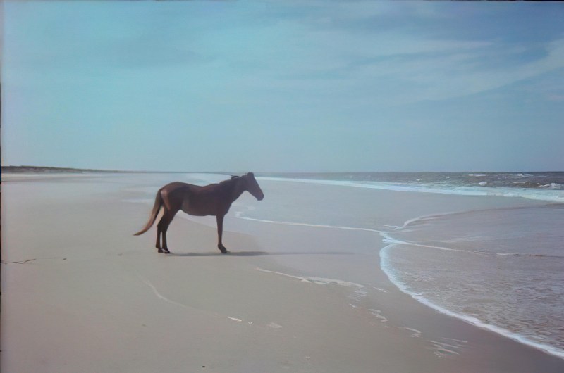 Because the horse by the sea