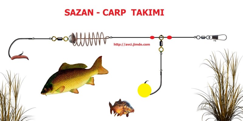 The carp cuts the fishing line with a fin