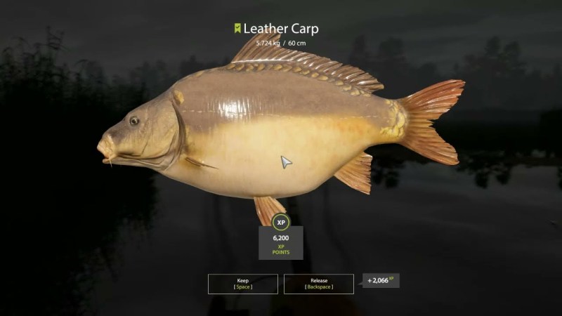 Mirror carp in the aquarium for children