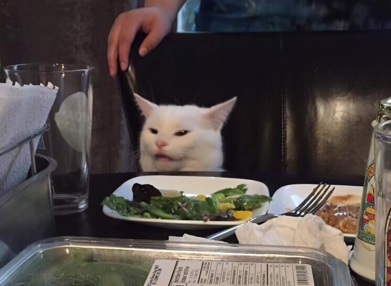 White cat at the table
