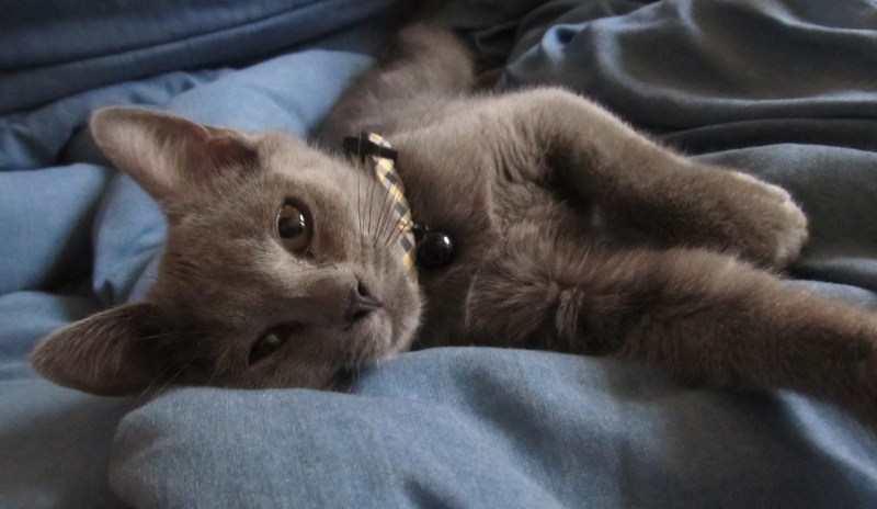 Tatyana Sibirian Mouse