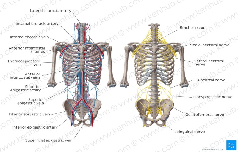 Arseny Popov Flexing Muscle
