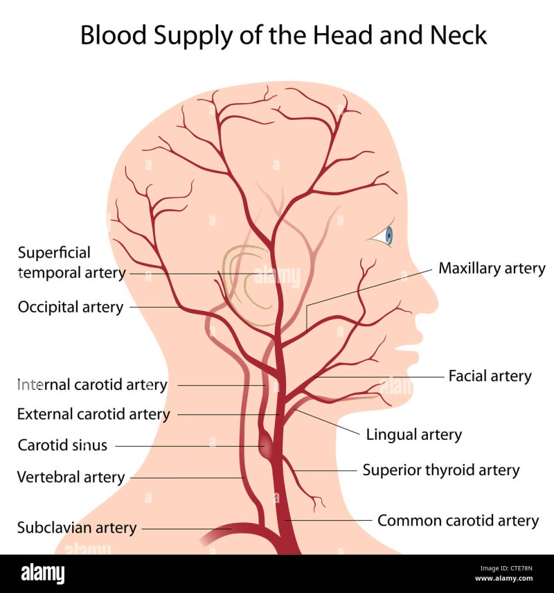 Chest Inst, Thorax Drawing