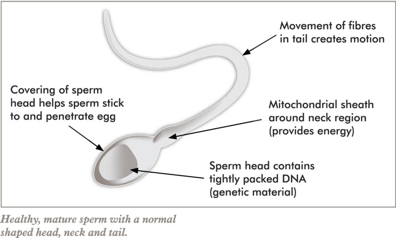 Zink Required for Massive Speerm Production