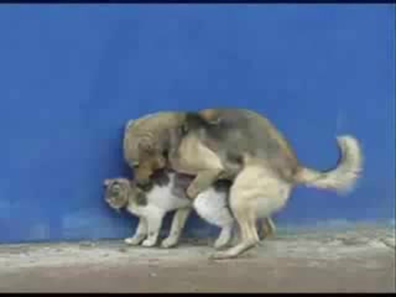 Dishwasher Midea MID60S700