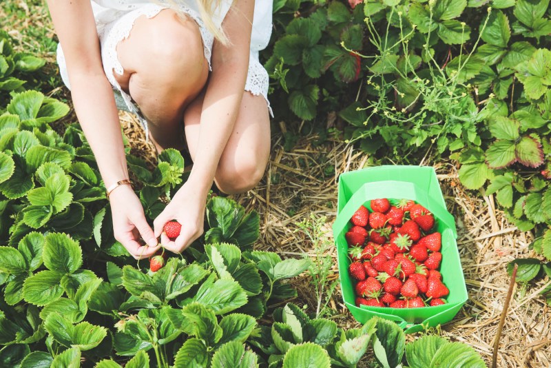 Surrealistic raspberries