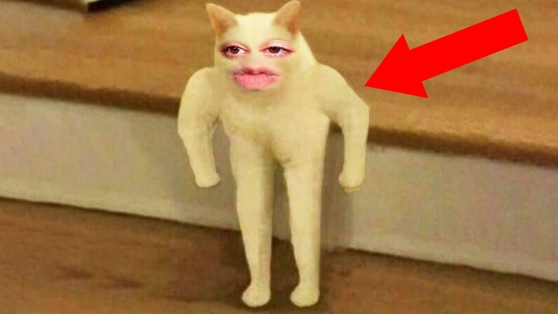 Cat with hands meme