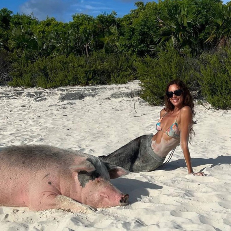 Pig on the beach