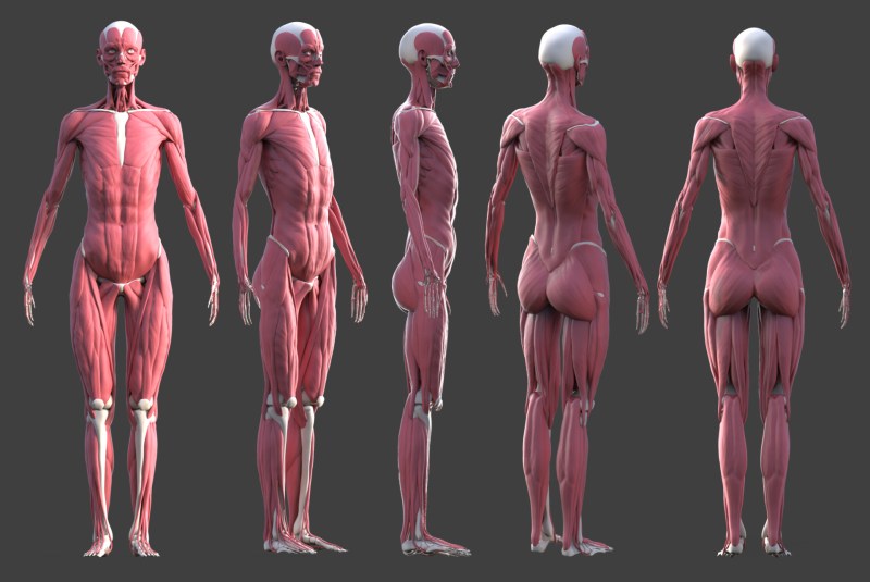 Female and male anatomy