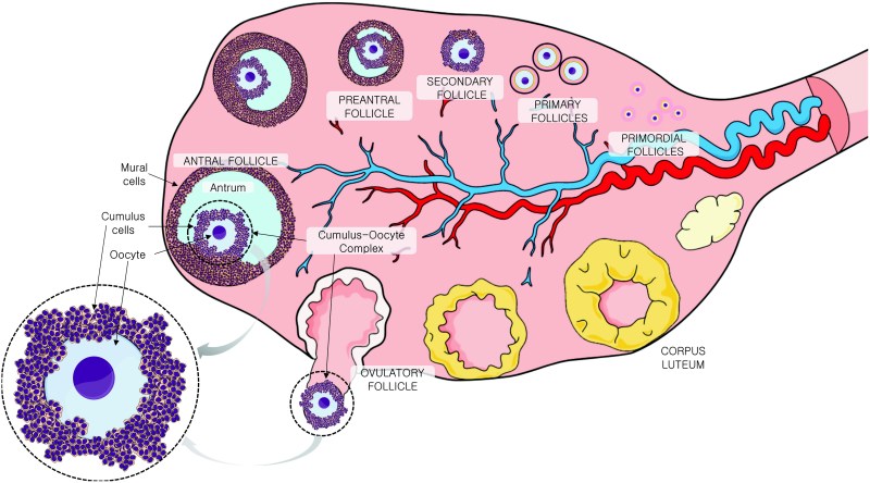 Pony Spitfire stockings