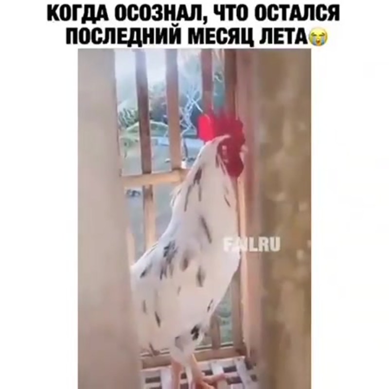 Cats of Leo Bartenev artist