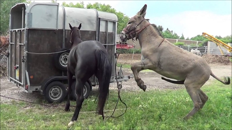 Mating of a donkey with a horse