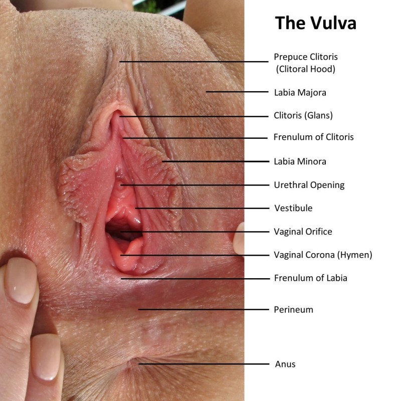 The vagina is a mature large