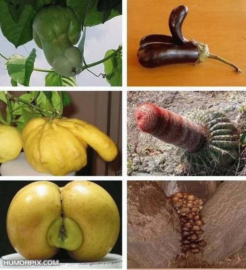 Fruits and vegetables in the form of genital organs