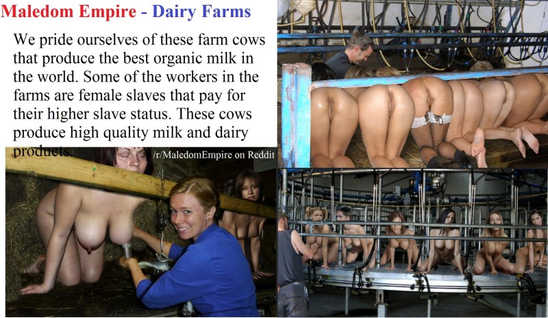 Milking men on a farm