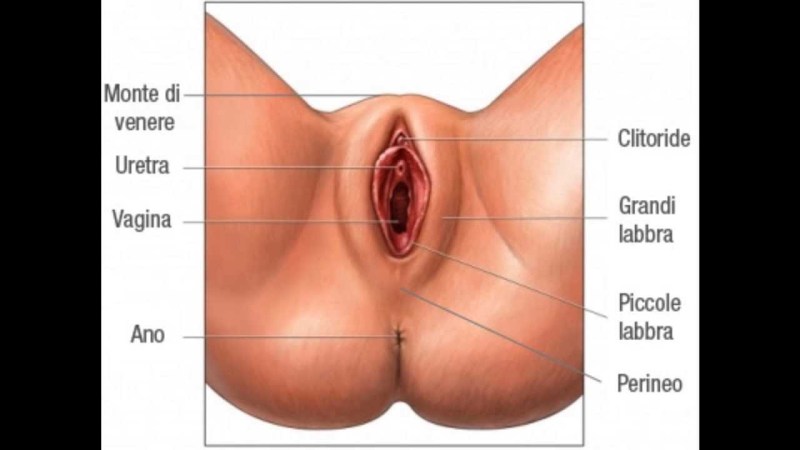 The structure of the female vagina