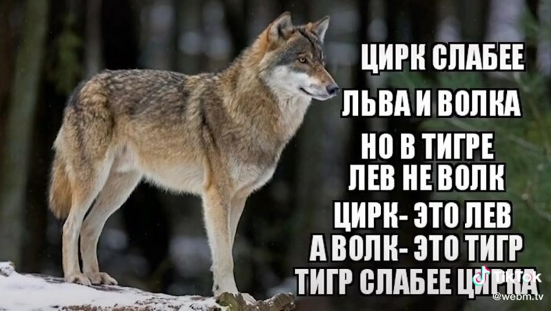 Katya Kishchuk Dakimakura