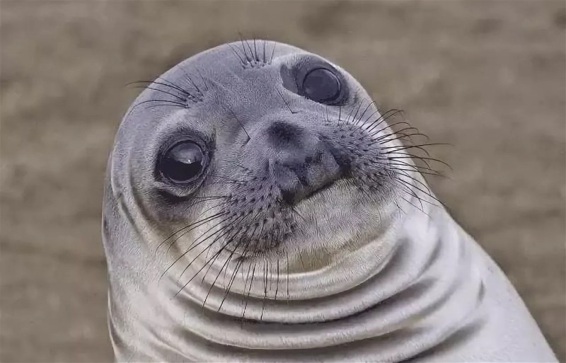Seal with hands meme