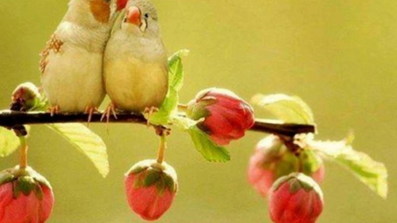 Pushaka in pantalons