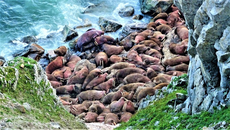 The average annual air temperature in Russia on the map