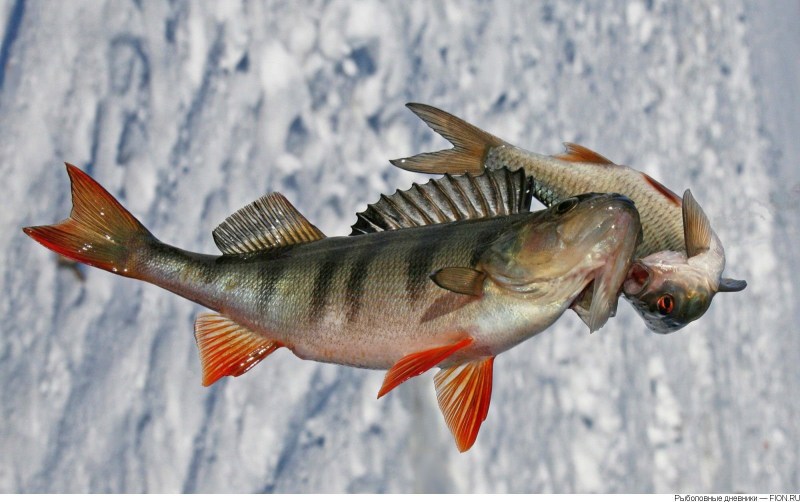 Freshwater fishing fish Yakutia