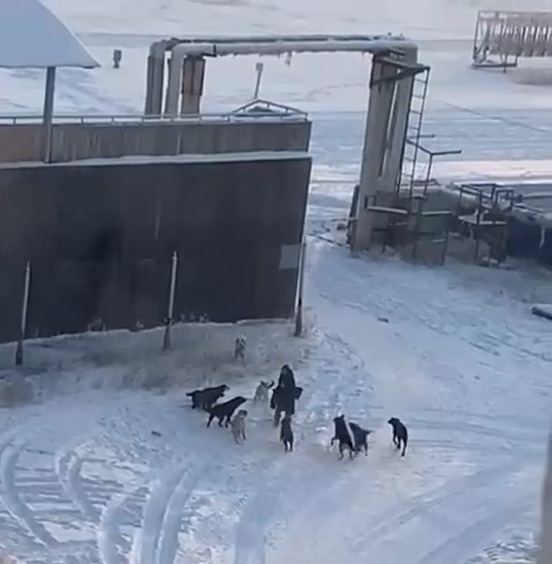 In Yakutsk, the dogs bit a woman