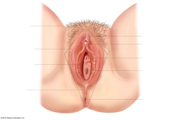 Beautiful female vagina