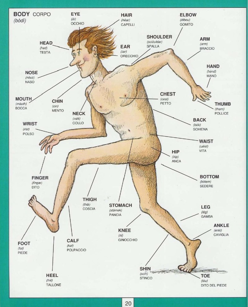 Body parts in English with translation