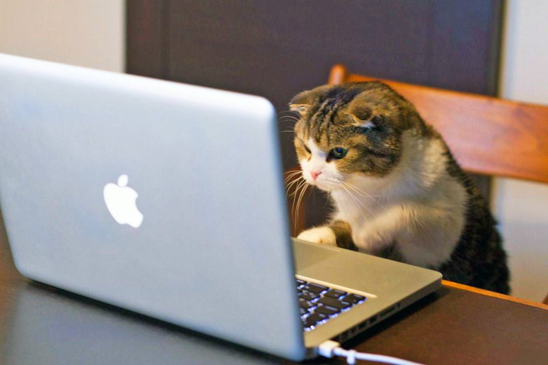 Cat programmer