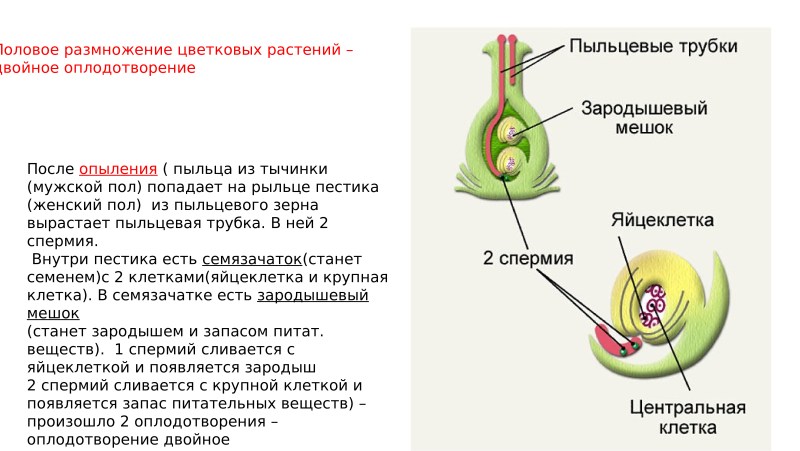 Scheme of sexual reproduction of flowering plants