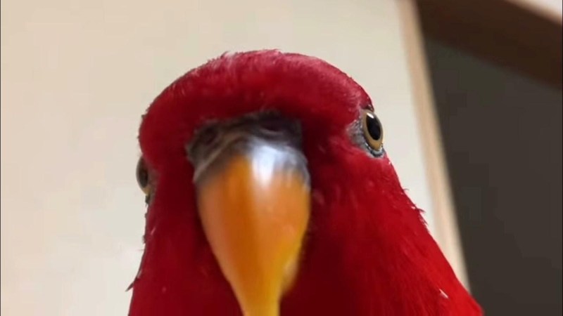 DiCaprio once in Hollywood a meme with a finger