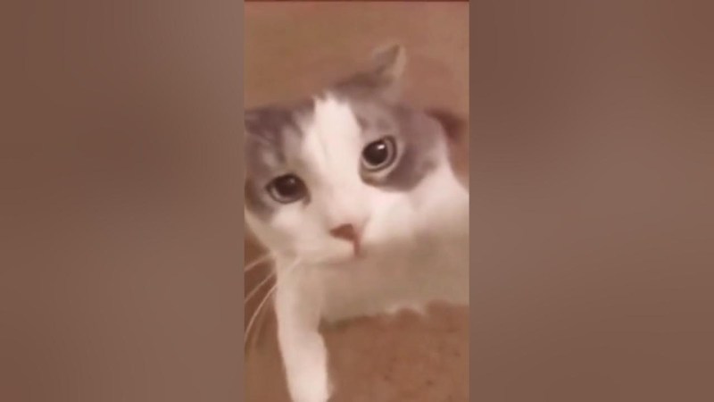 Fayum portraits Pushkin Museum