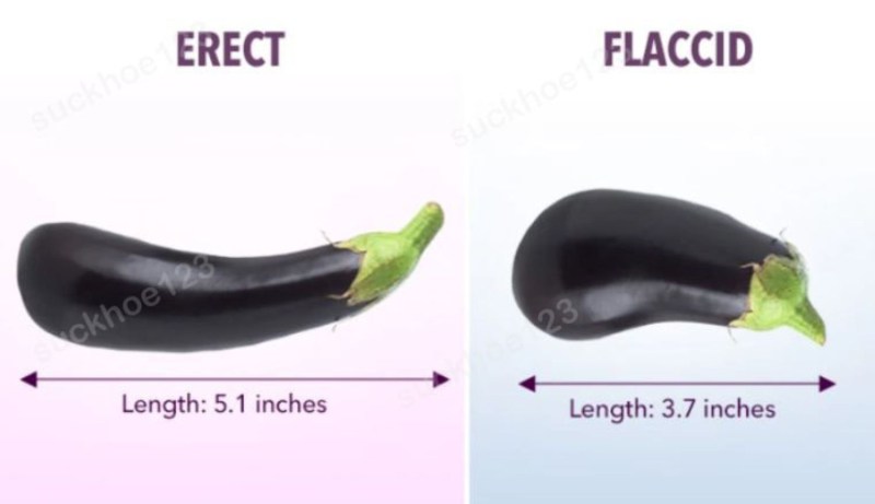 Classification of the size of the penis
