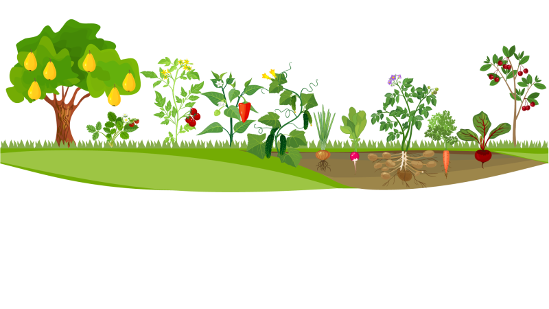 Lacto Ovo Vegetarian