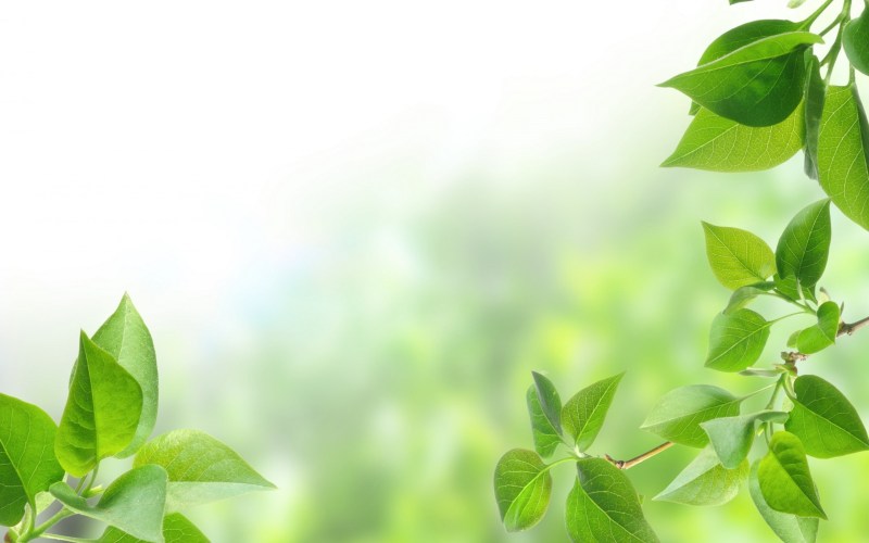 Anime characters on a green background