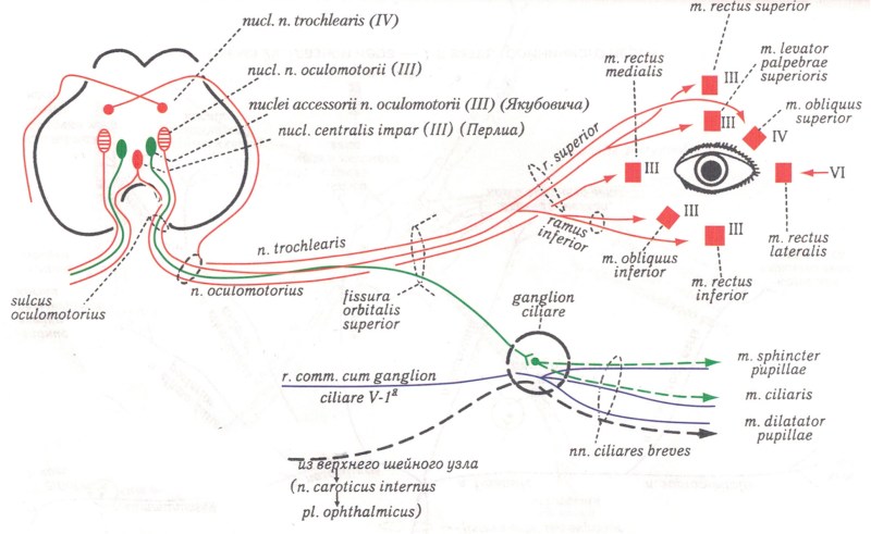 3 pair of cranial nerves anatomy scheme