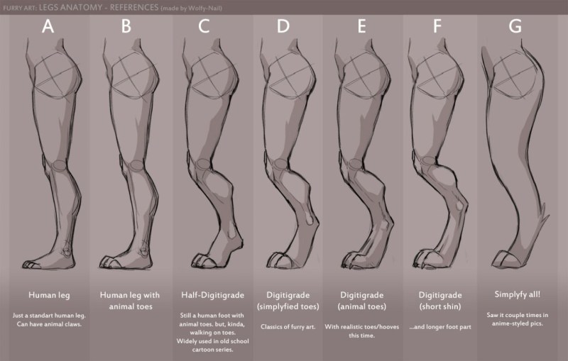 Furri anatomy leg reference