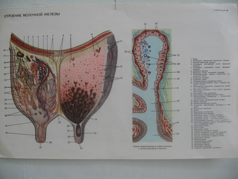 The structure of the milk glands of the cow